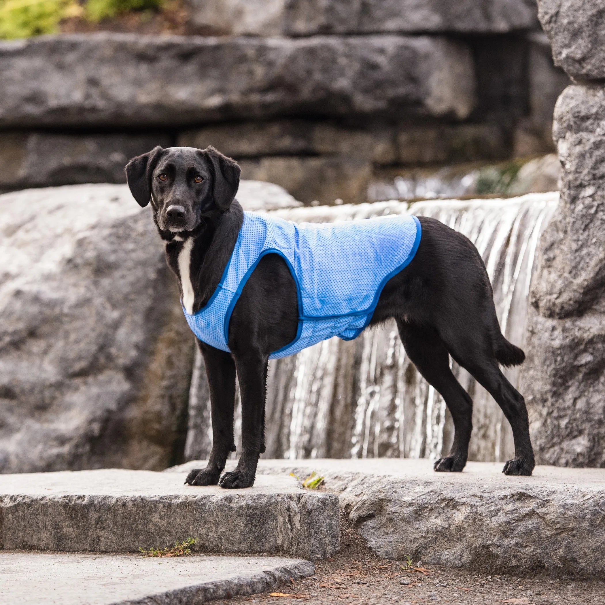 Cooling Ice Vest for Dogs
