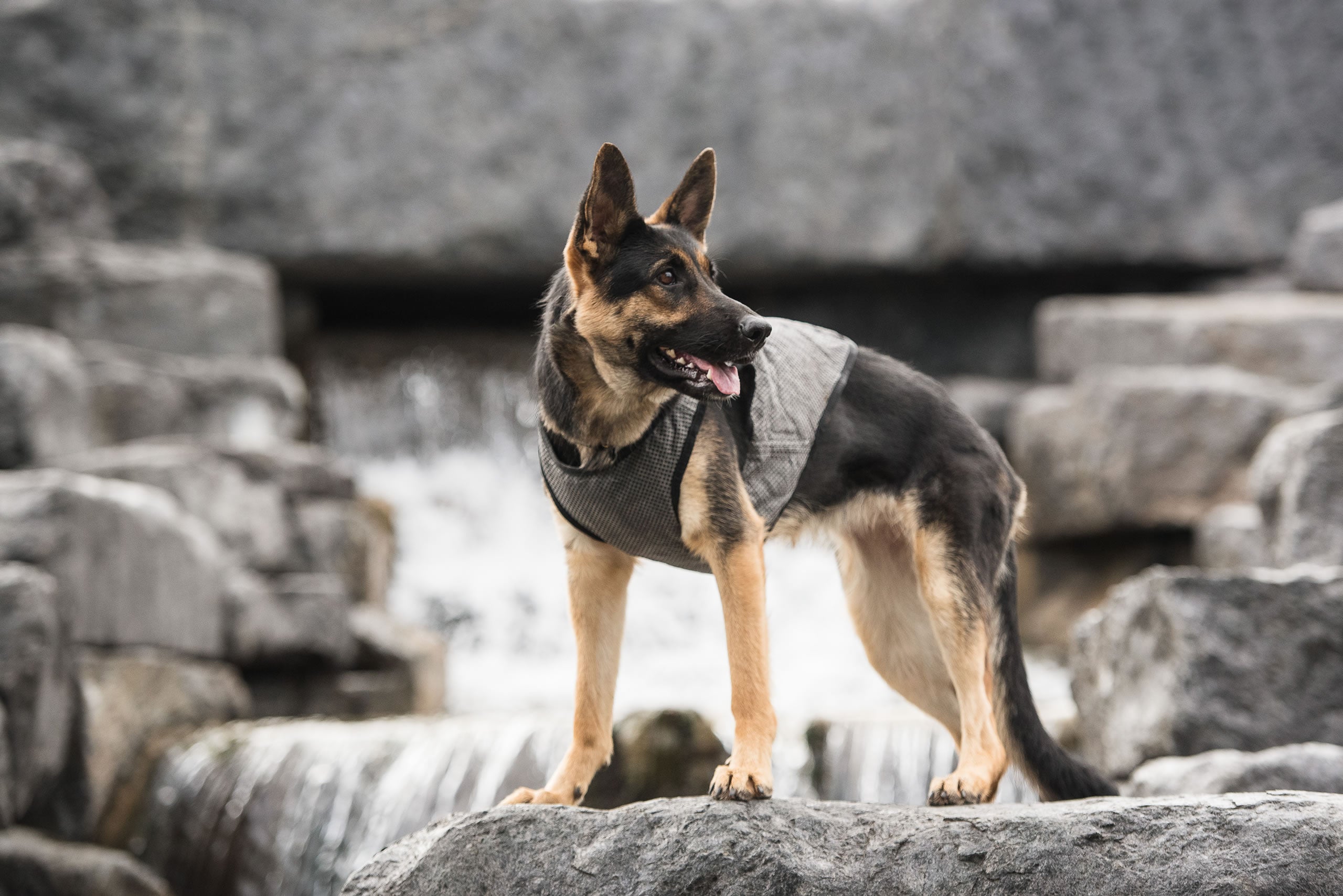PawPeak CoolTrek Dog Cooling Vest